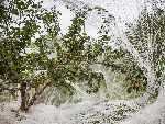 netted apple tree-101